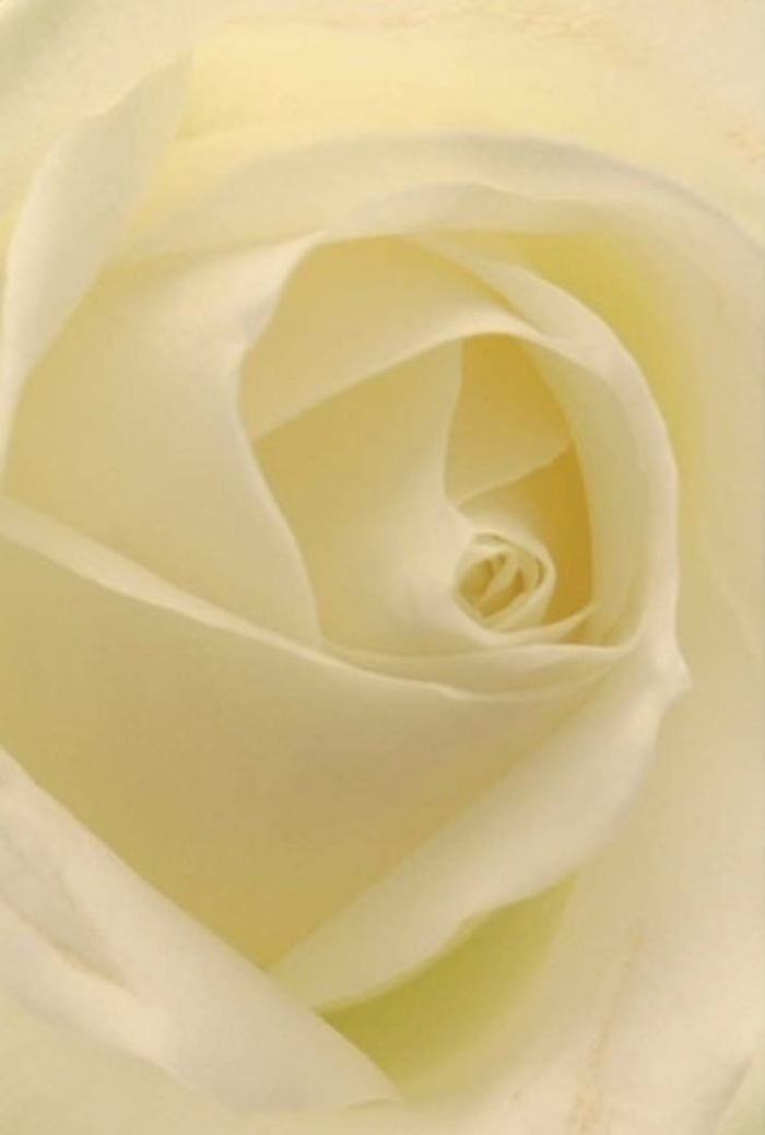 Close inspection of this elegant white rose reveals a tranquil beauty, with layers of cream and ivory petals softly converging in a gentle spiral at its centre-suggestive of the serenity and sophistication found in De Beauvoir Town's garden squares. Natural light appears to suffuse each petal, illuminating the bloom from within and enhancing the subtle gradations of shade and texture. The effect is calming and sophisticated: ideal for a romantic gesture, a sincere apology, or adding an air of refinement to a wedding celebration on Hertford Road. The nearly perfect symmetry of the rose's core conveys messages of purity and unspoken resilience, while the nuanced shadows and delicate scent evoke an atmosphere of peaceful contemplation. This rose stands as a testament to the skill and artistry of our local florists, who understand the emotional power of every arrangement for any meaningful De Beauvoir moment-from family gatherings to new beginnings.